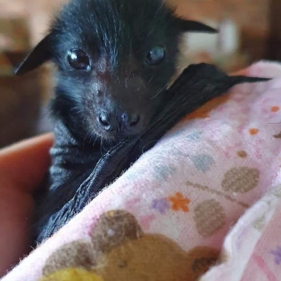 Meet your Posher, Melody - Picture 4 of 4